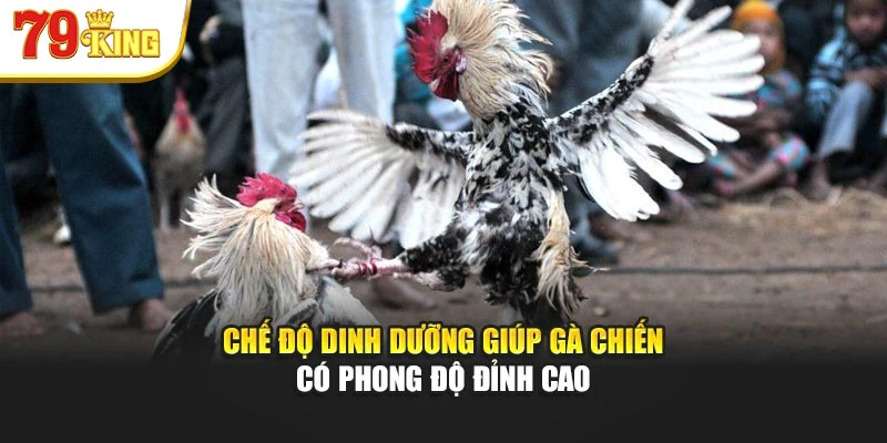 Chế độ dinh dưỡng giúp gà chiến có phong độ đỉnh cao